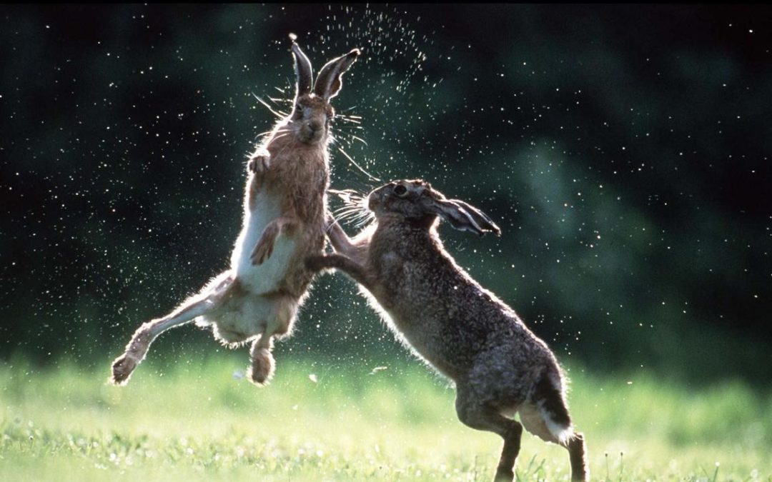[RTS] Une association pour replacer l&rsquo;éthique au centre des activités des photographes animaliers