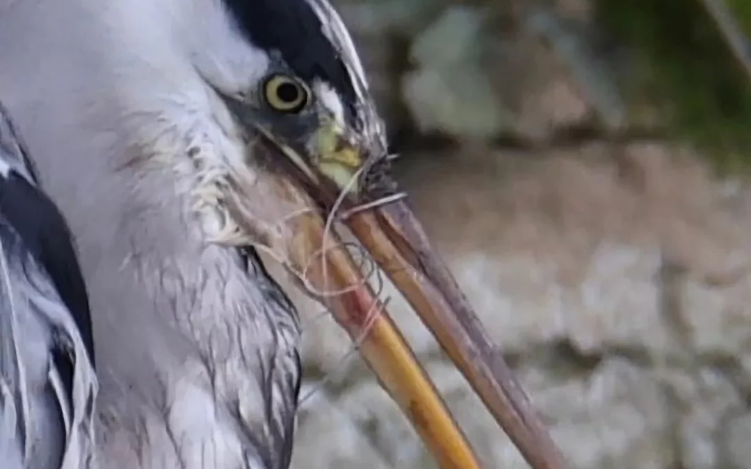 [ArcInfo] Un héron empêtré dans du fil de pêche sauvé